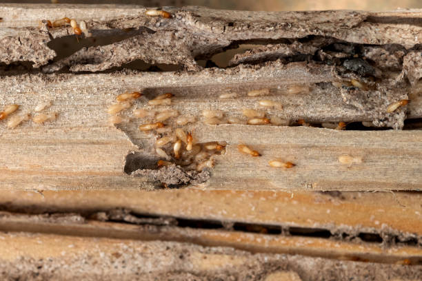 Wildlife Control Services in Yakima, WA